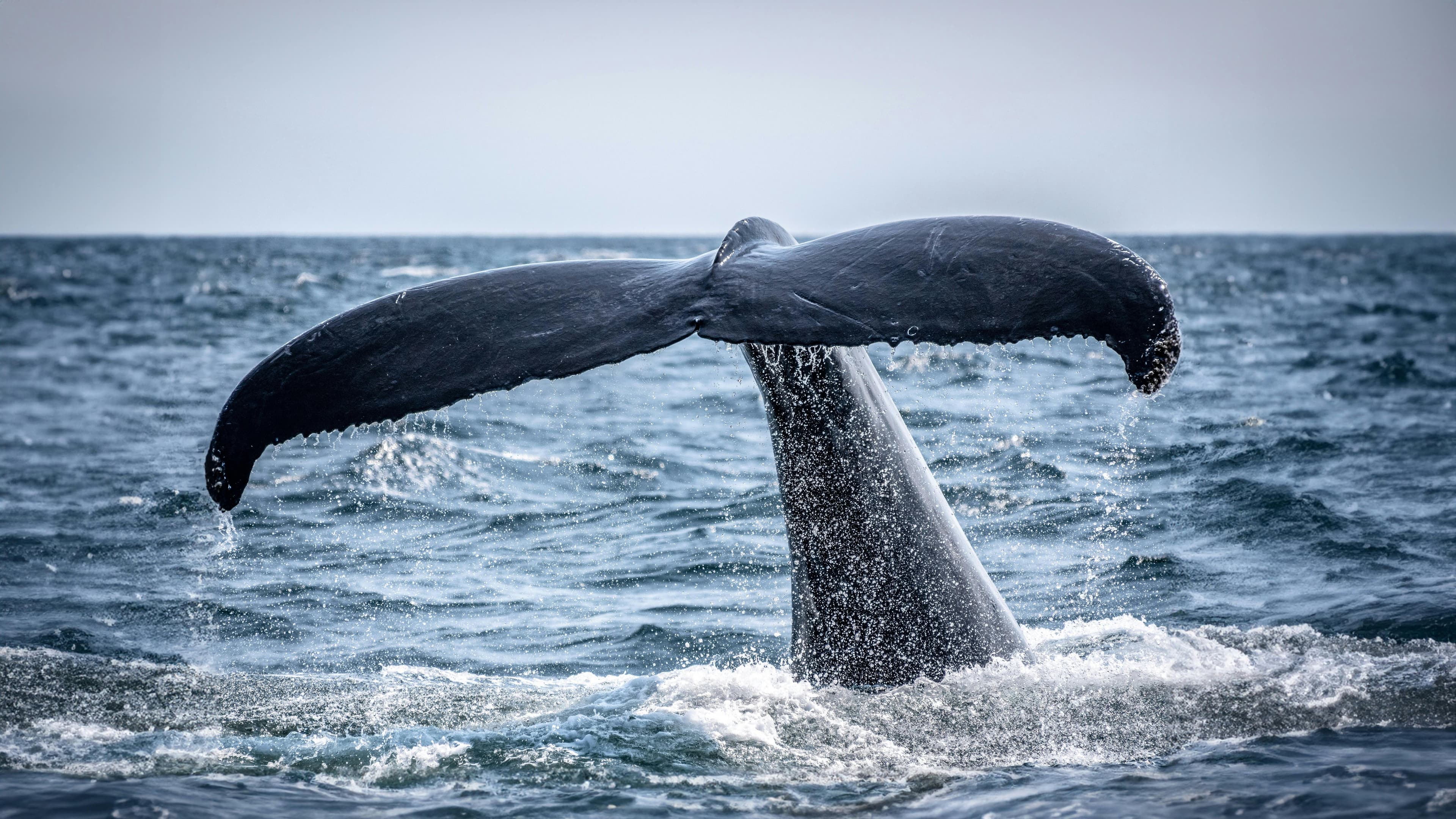 Private Whale Safari