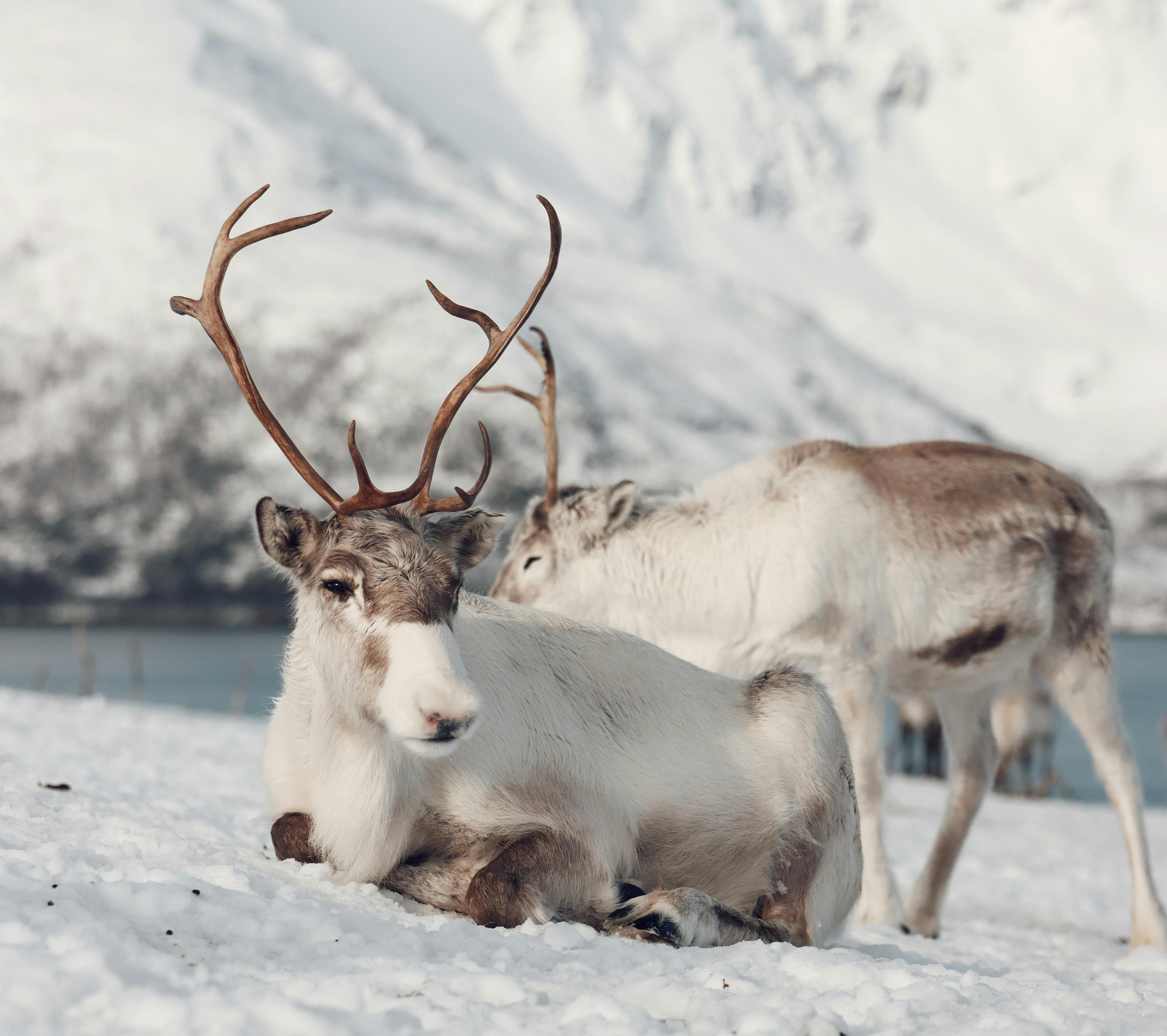 Reindeer & Sámi Experience
